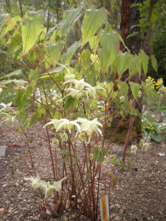 Epimedium ´La Rocaile´